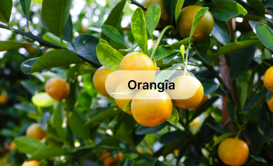 orangîa